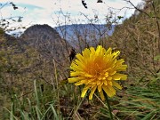 31 Baciato dal sole d'ottobre rimango ben fiorito